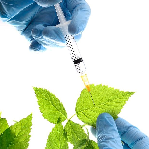 کلینیک گیاهپزشکی