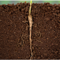 ماده آلی خاك و چگونگی مدیریت آن