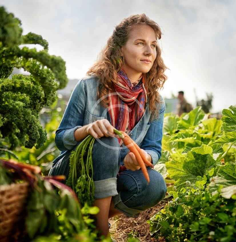 شقایق مصباح